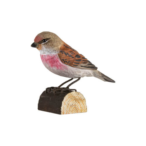 Norðuratlantshafsfjölskyldan – Common Linnet /Auðnutittlingur