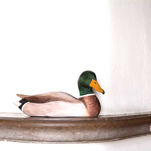 Norðuratlantshafsfjölskyldan – Stokkönd /Mallard duck