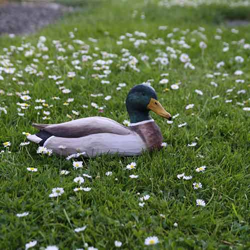 Norðuratlantshafsfjölskyldan – Stokkönd /Mallard duck