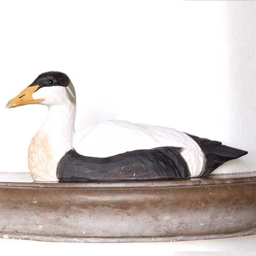 Norðuratlantshafsfjölskyldan – Æðarfugl /Eider duck