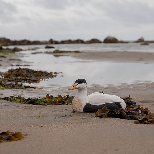Norðuratlantshafsfjölskyldan – Æðarfugl /Eider duck