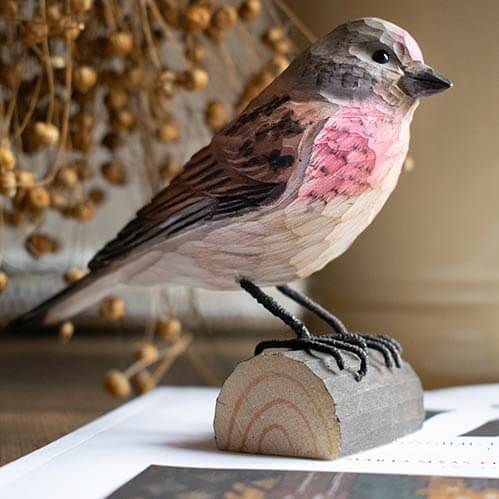 Norðuratlantshafsfjölskyldan – Common Linnet /Auðnutittlingur