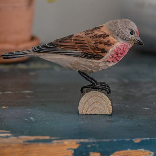 Norðuratlantshafsfjölskyldan – Common Linnet /Auðnutittlingur
