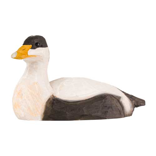 Norðuratlantshafsfjölskyldan – Æðarfugl /Eider duck