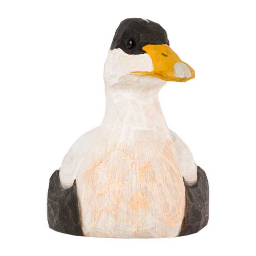 Norðuratlantshafsfjölskyldan – Æðarfugl /Eider duck