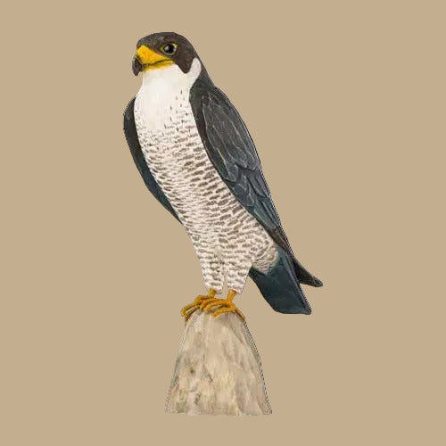 Norðuratlantshafsfjölskyldan – Förufálki - Peregrine